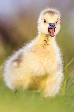 Canada_goose_gosling_EP_2019_5