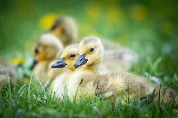 Canada_goose_gosling_EP_2019_1