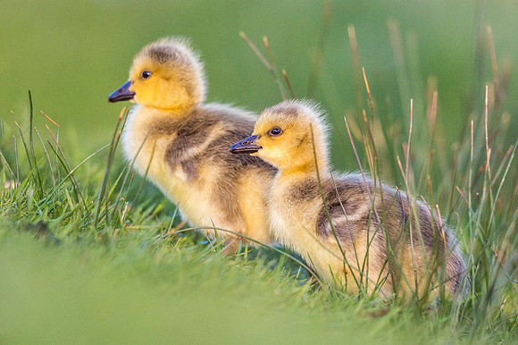 Canada_goose_gosling_EP_2019_4