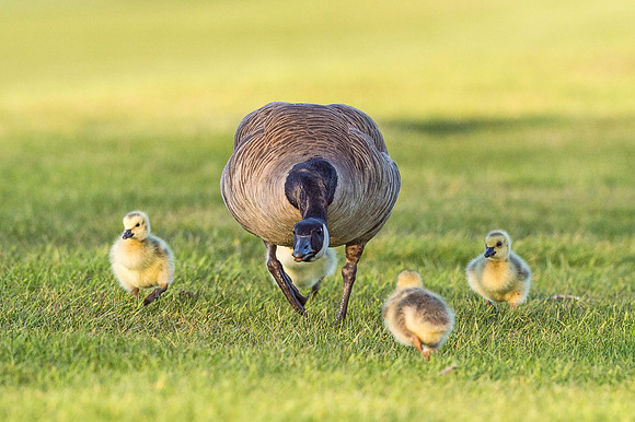 Canada_goose_gosling_EP_2019_6