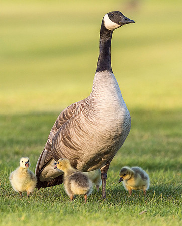 Canada_goose_gosling_EP_2019_7