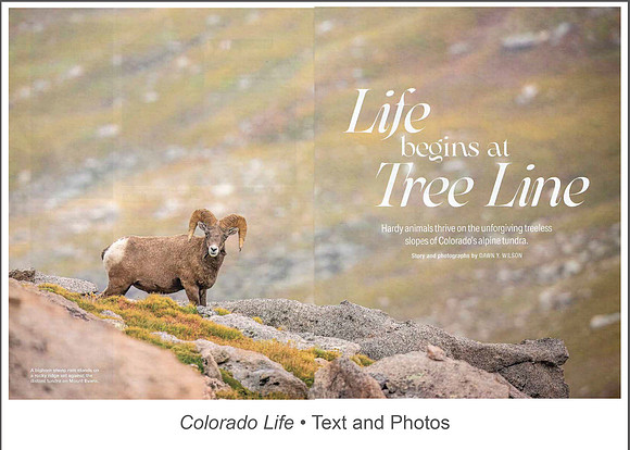 Full article: https://www.dawnwilsonphotography.com/co_life_tundrawildlife_julyaug23-full-small.pdf