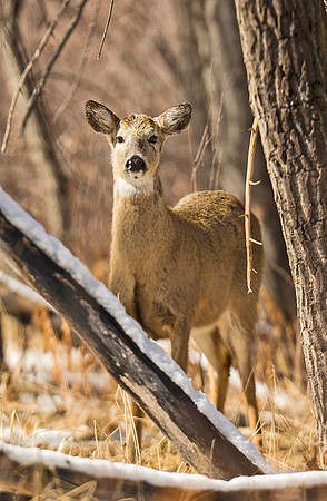 White-tailed_deer_62