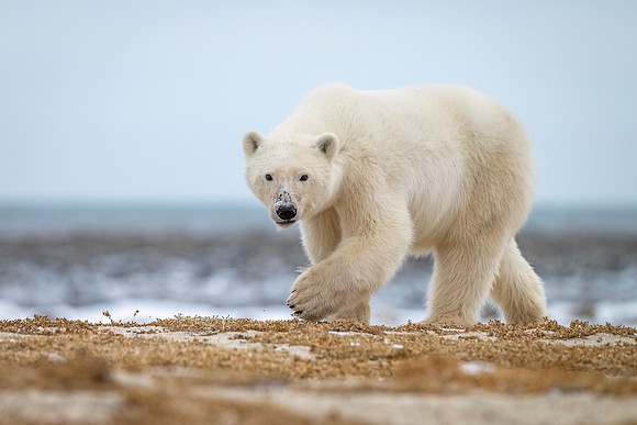 Polar_bear_CH_2024_13