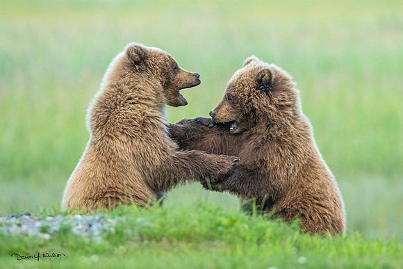 Brown_bear_LCNP_2021_7