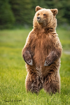 Brown_bear_LCNP_2021_13