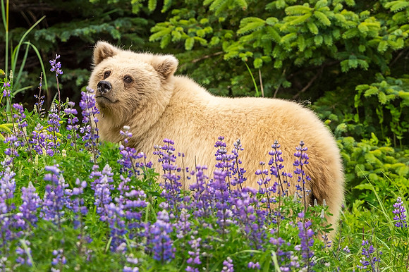 Brown_bear_LCNP_2021_10