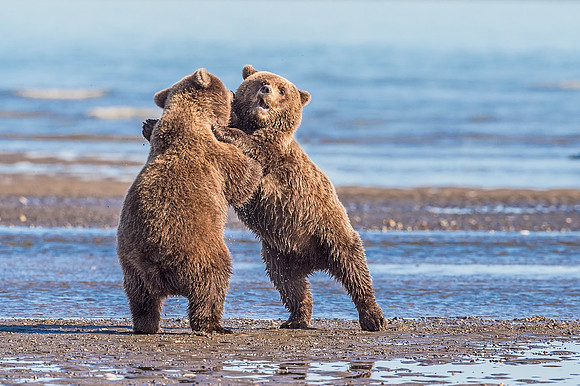 Brown_bear_LCNP_2018_14
