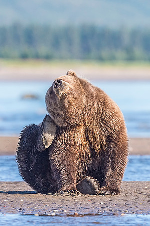 Brown_bear_LCNP_2018_12