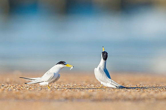 Least_Tern_ Matanzas_2019_2