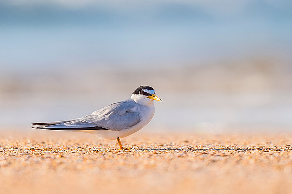 Least_Tern_ Matanzas_2019_1