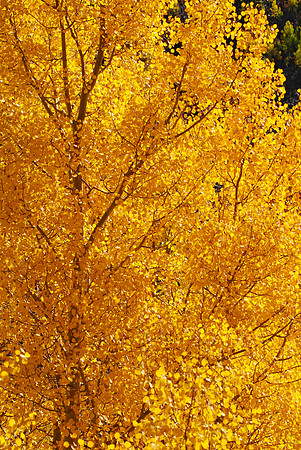 Aspen Leaves