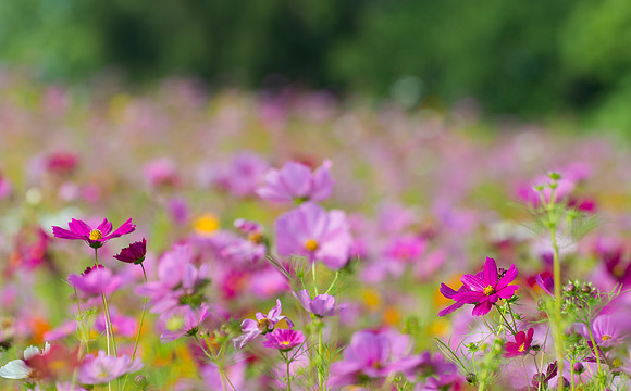 WV_wildflowers_2