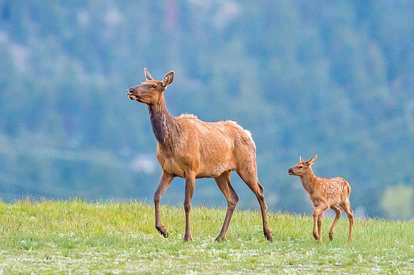 Elk_EP_2019_10