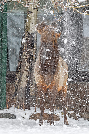 Elk_EP_2019_7