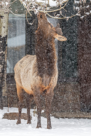 Elk_EP_2019_8