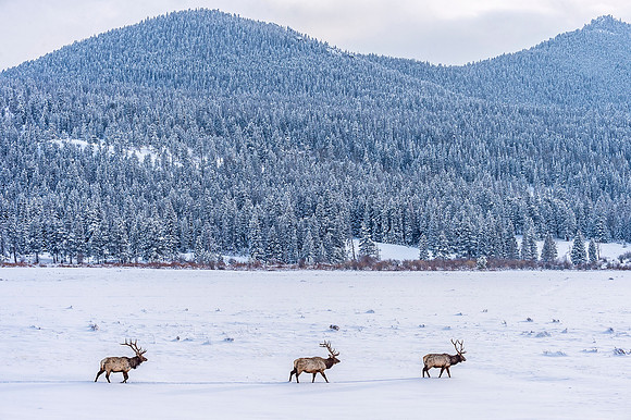 Elk_RMNP_2019_3