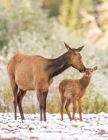 Elk_RMNP_2019_4