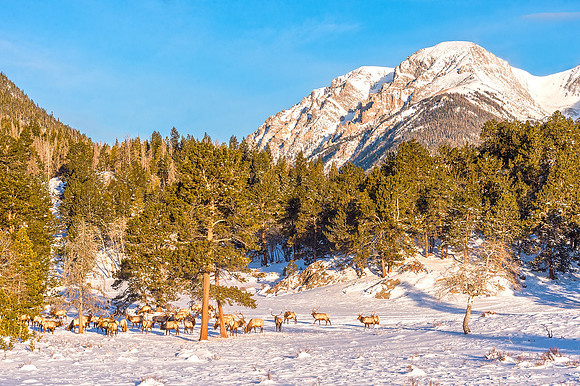 Elk_RMNP_2019_2