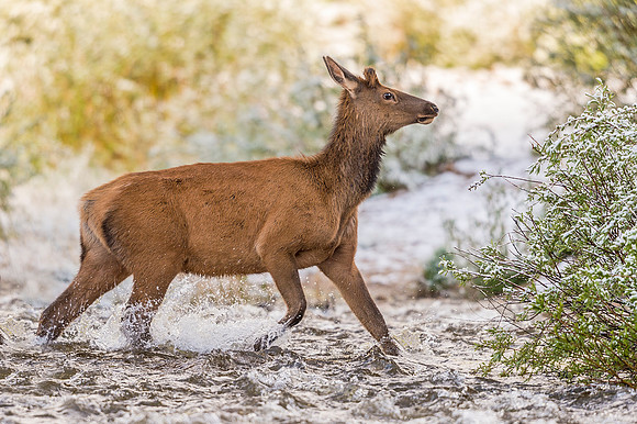 Elk_RMNP_2019_5