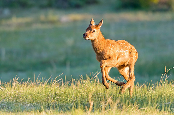 Elk_RMNP_2019_7