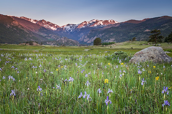 Iris_Blooms_RMNP_2019_2
