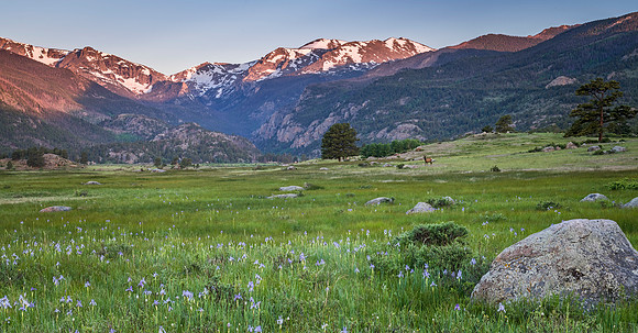 Iris_Blooms_RMNP_2019_1