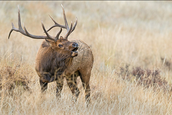 Elk_13