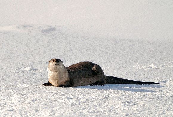 River Otter