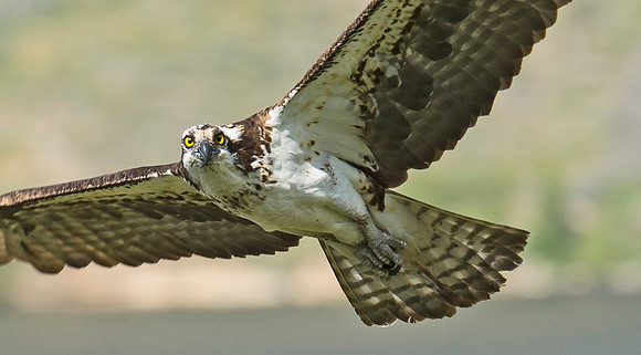 Osprey_45