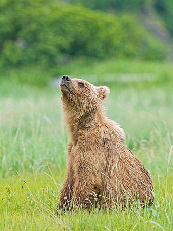 Brown_Bear_HB_22