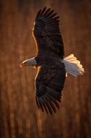 Bald_eagle_Haines_2024_6