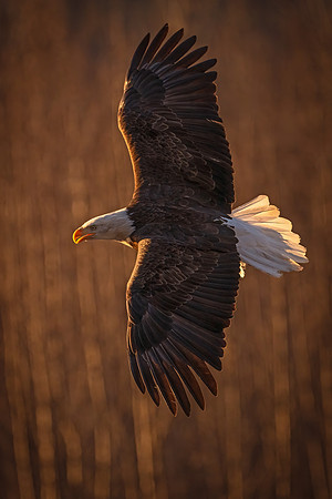 Bald_eagle_Haines_2024_6