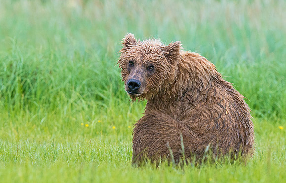 Brown_bear_meadow_5