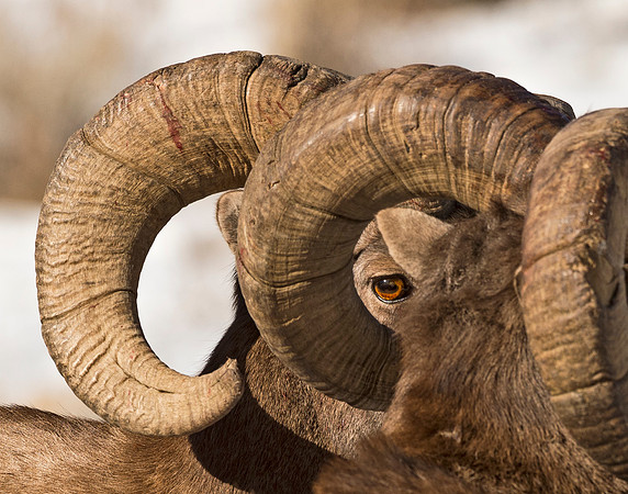 Bighorn_Rams_Eye