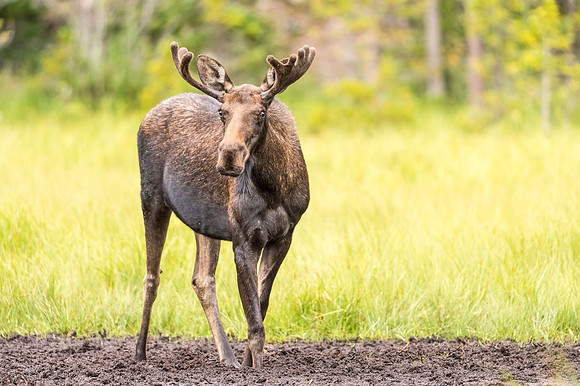 Moose_LongDraw_2019_3