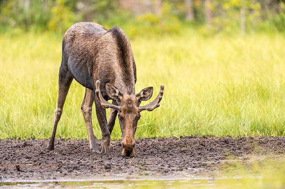 Moose_LongDraw_2019_2
