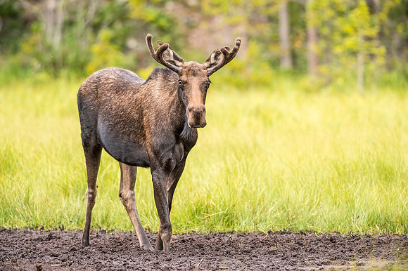 Moose_LongDraw_2019_1