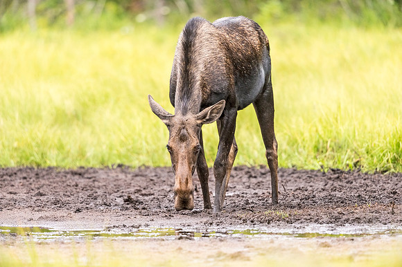 Moose_LongDraw_2019_4