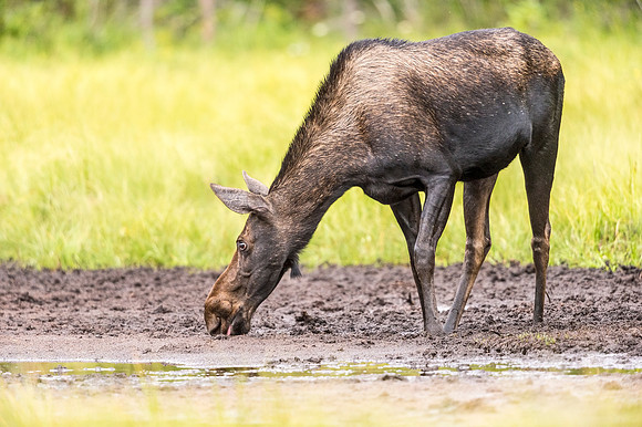 Moose_LongDraw_2019_5