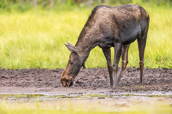 Moose_LongDraw_2019_6