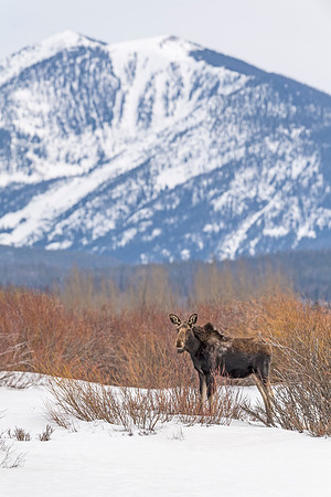 Moose_Walden_2018_1