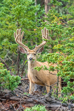 Mule_deer_LongDraw_2018_1
