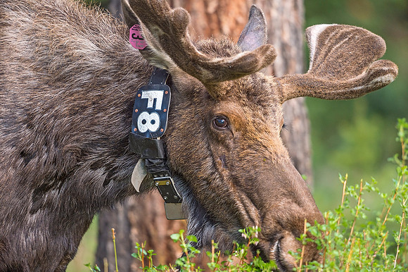 Moose_RMNP_2019_5