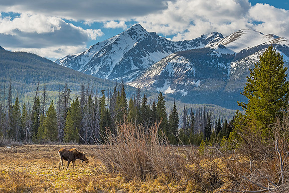 Moose_RMNP_2019_4