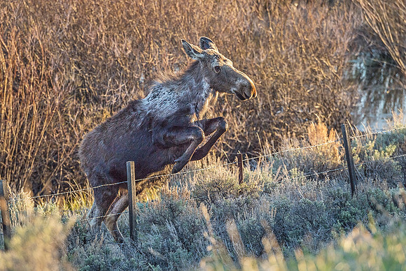 Moose_RMNP_2019_2