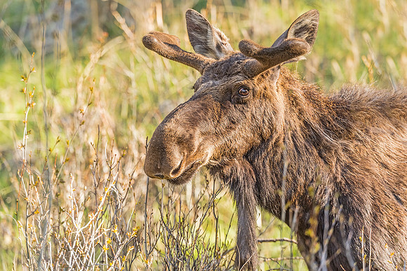 Moose_RMNP_2019_3