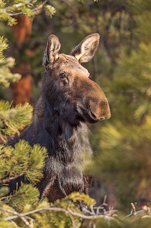 Moose_RMNP_2019_1