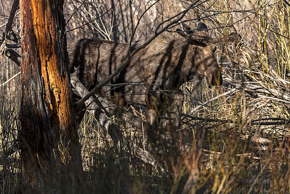 Moose_RMNP_2019_6