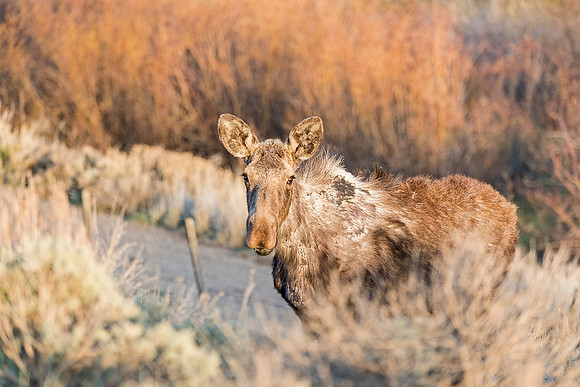 Moose_RMNP_2019_7